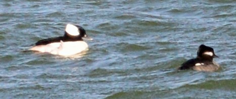 Bufflehead - ML49636971