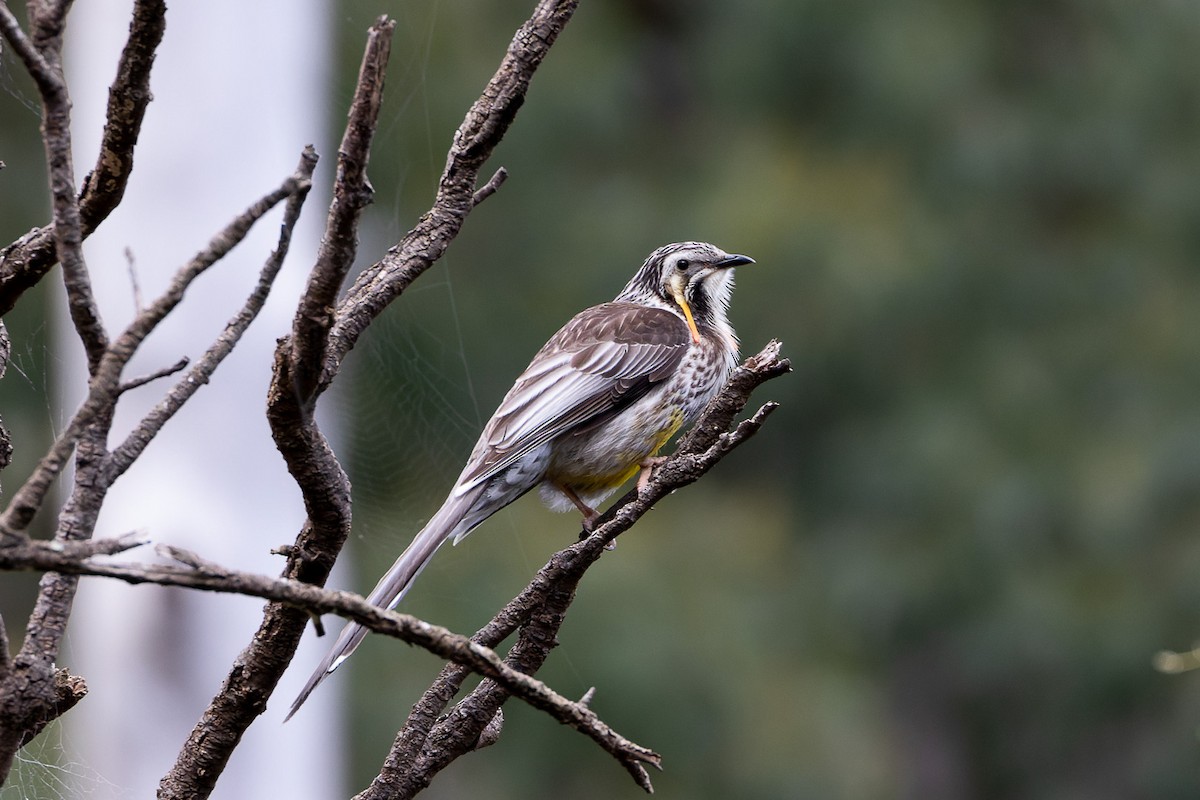 Yellow Wattlebird - ML496369981