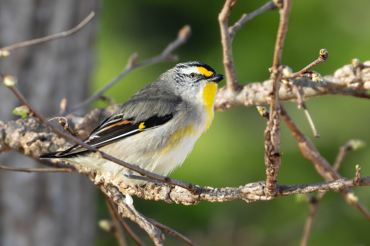 Striated Pardalote (Yellow-tipped) - ML496370151