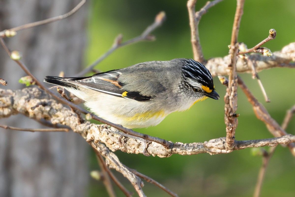 Striated Pardalote (Yellow-tipped) - ML496370171