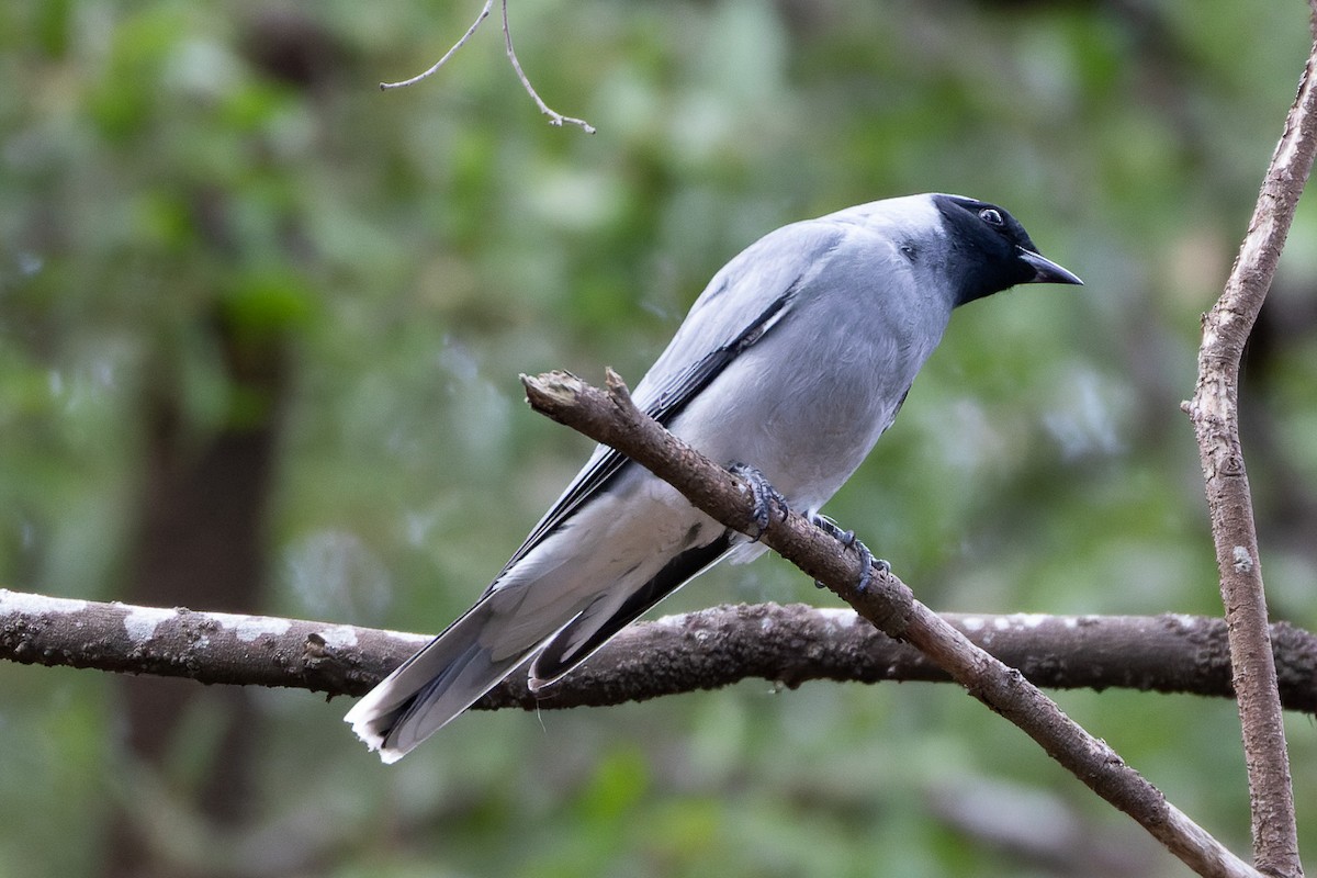Black-faced Cuckooshrike - ML496370251