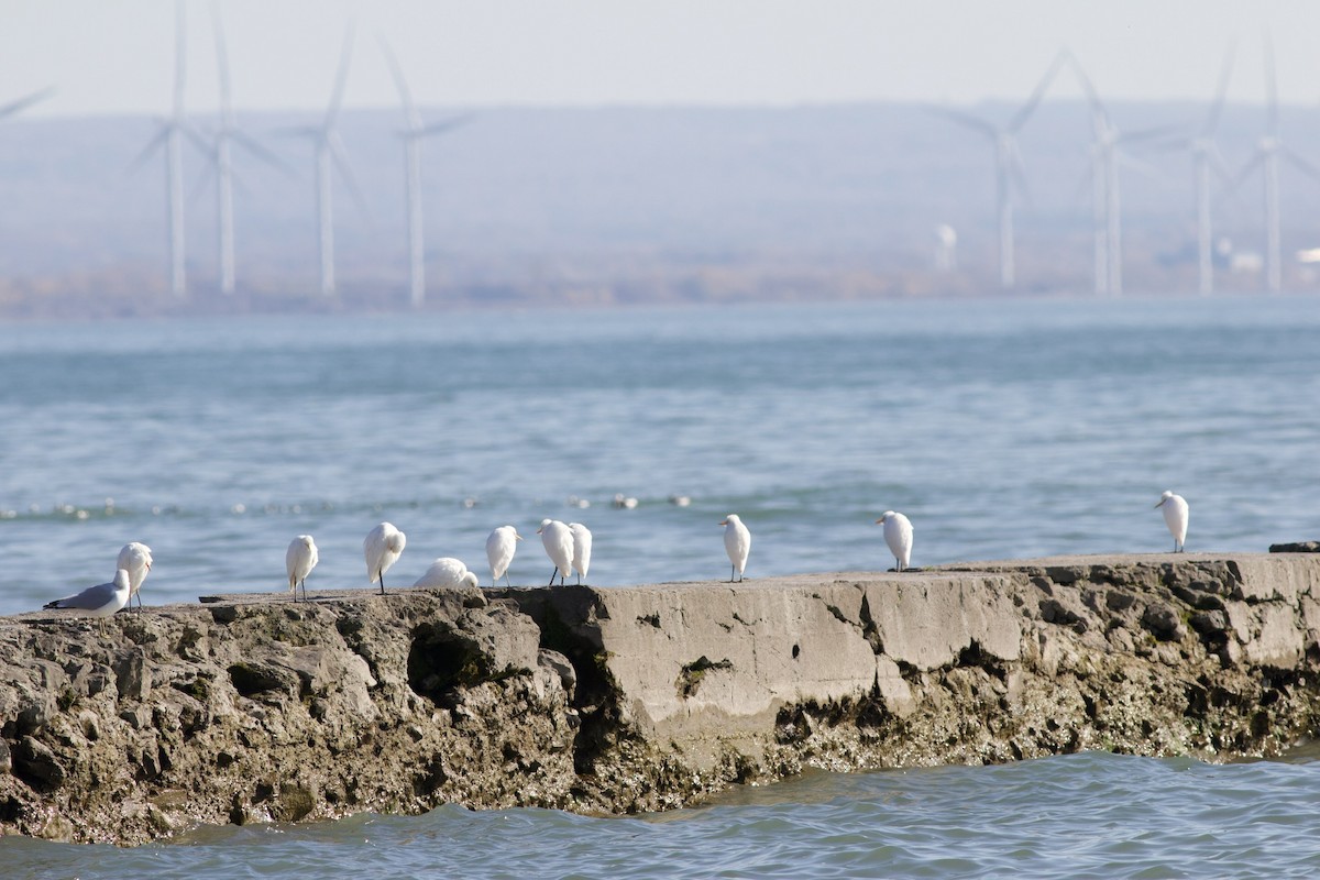Western Cattle-Egret - James Kroeker
