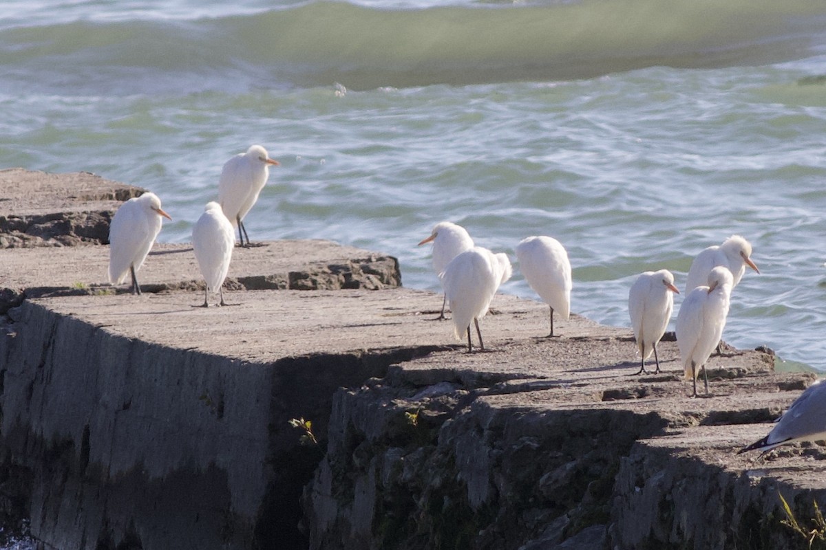 Western Cattle Egret - ML496370841