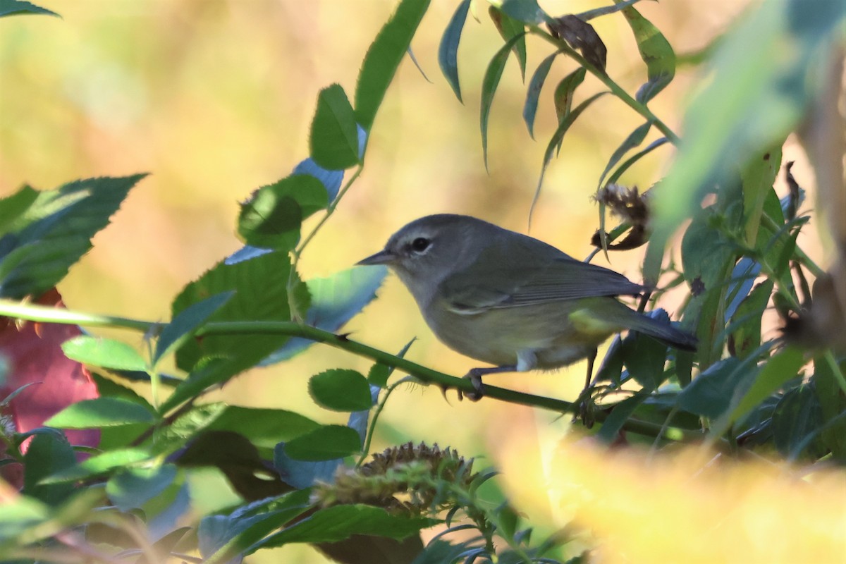 Orange-crowned Warbler - ML496370931