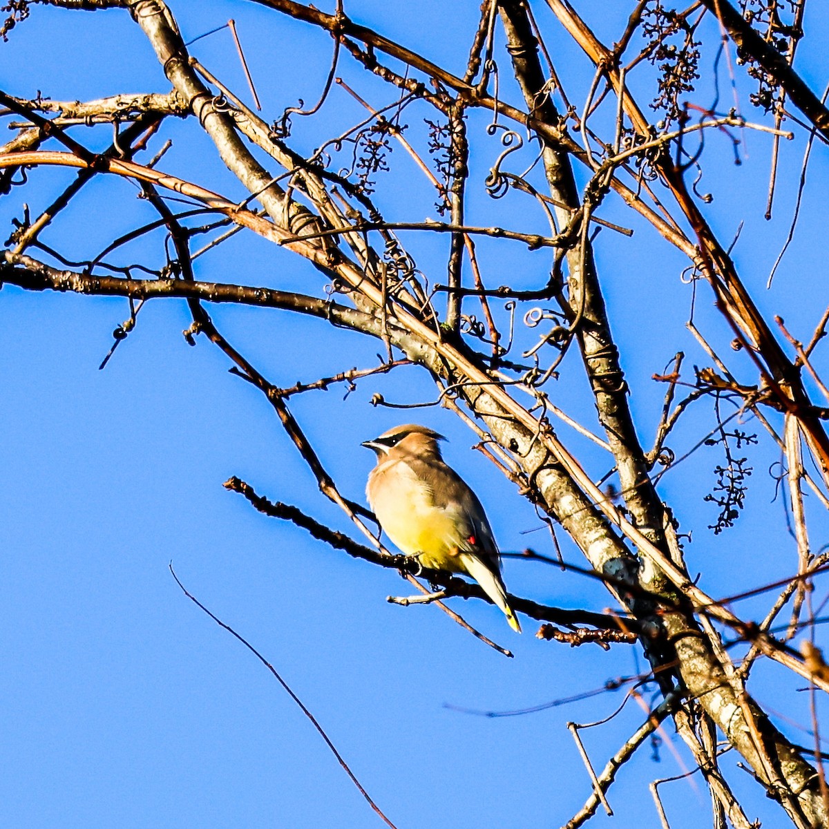 Cedar Waxwing - ML496372621