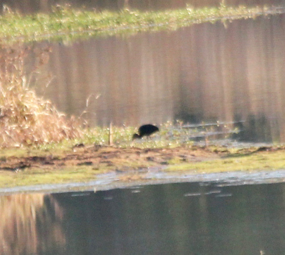 White-faced Ibis - ML496373191