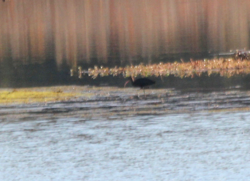White-faced Ibis - ML496373221