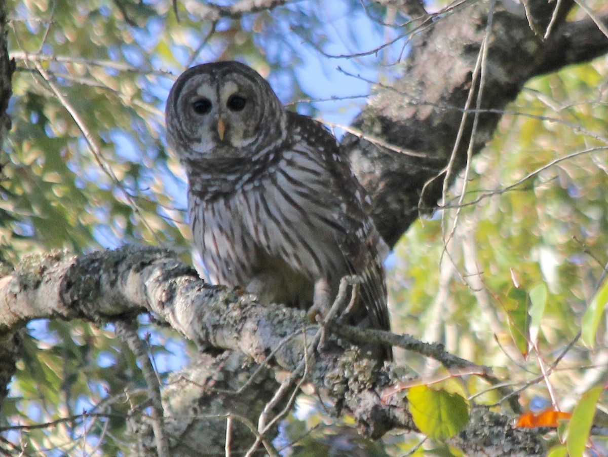 Barred Owl - ML496373301