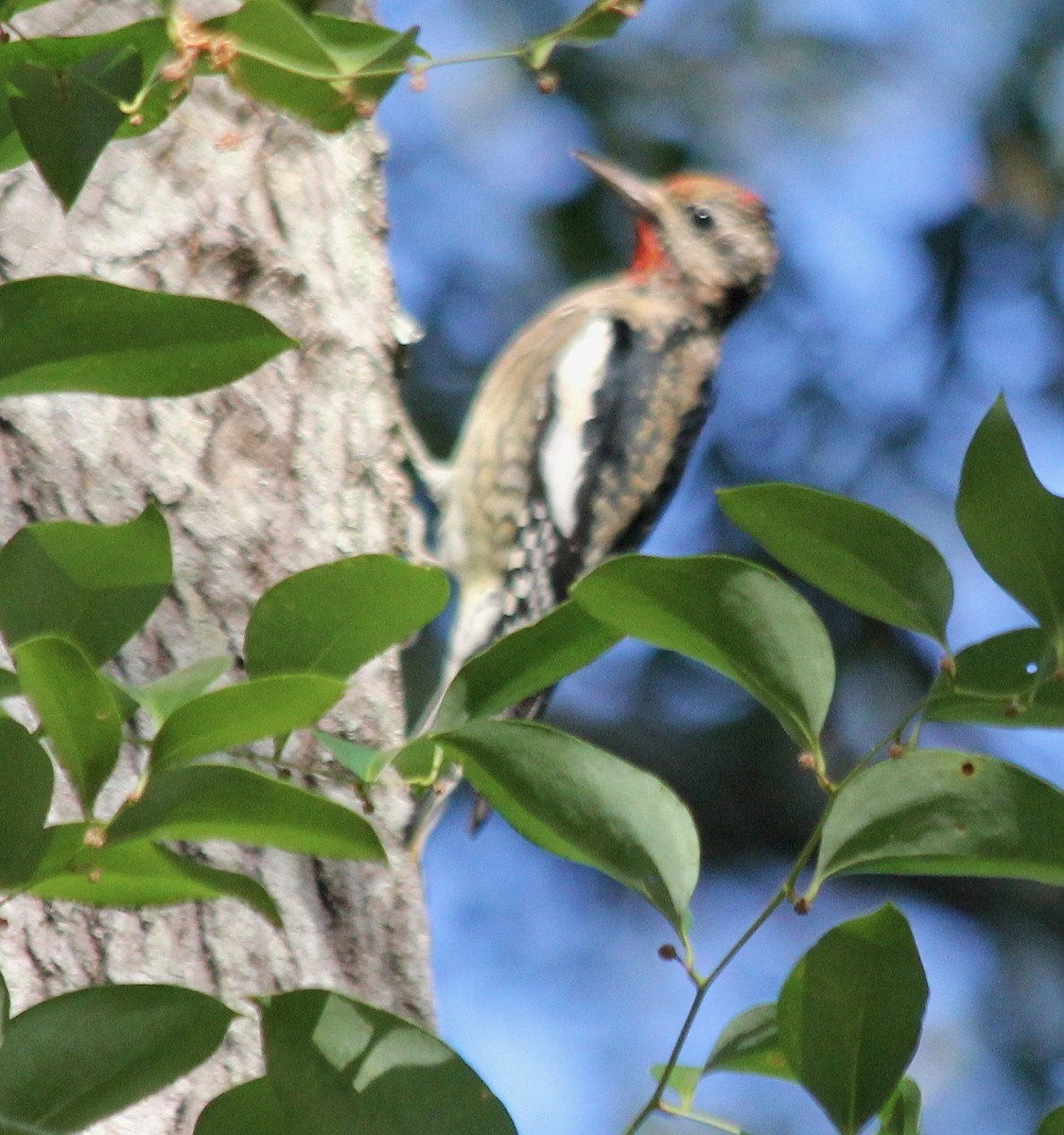 Yellow-bellied Sapsucker - ML496373351