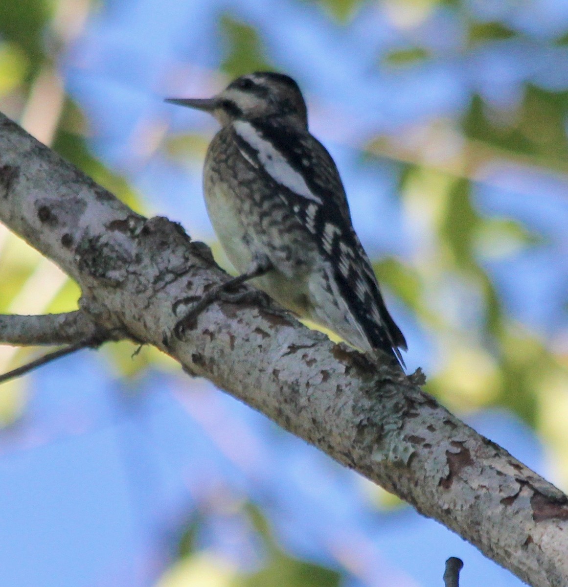 Yellow-bellied Sapsucker - ML496373401