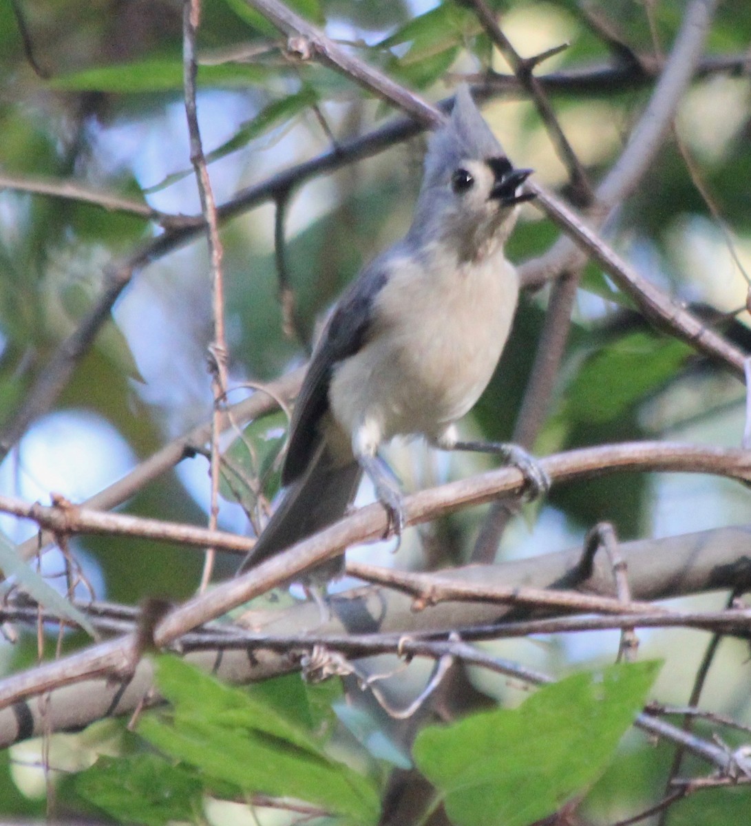Tufted Titmouse - ML496373541