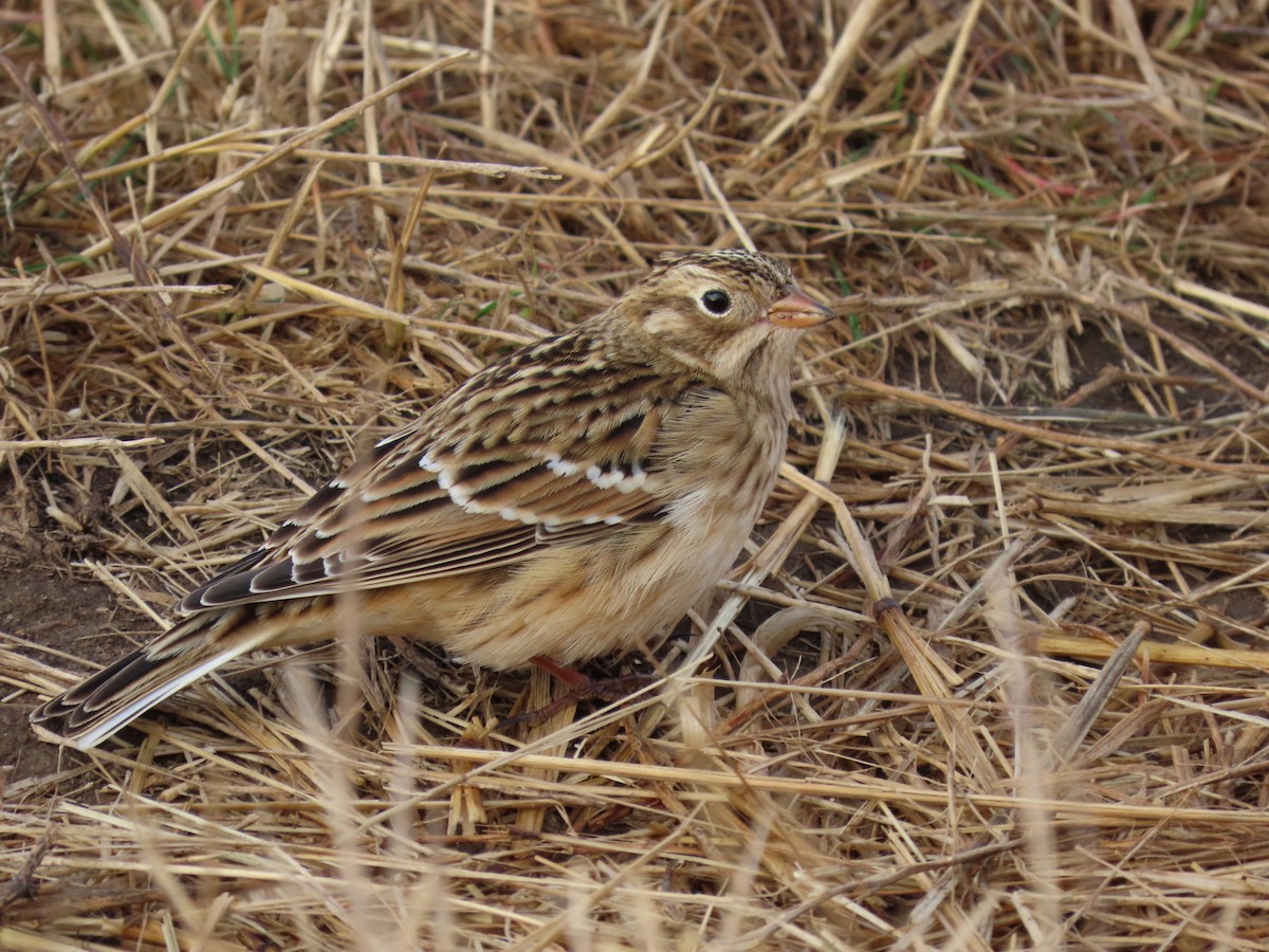 Smith's Longspur - ML496373991