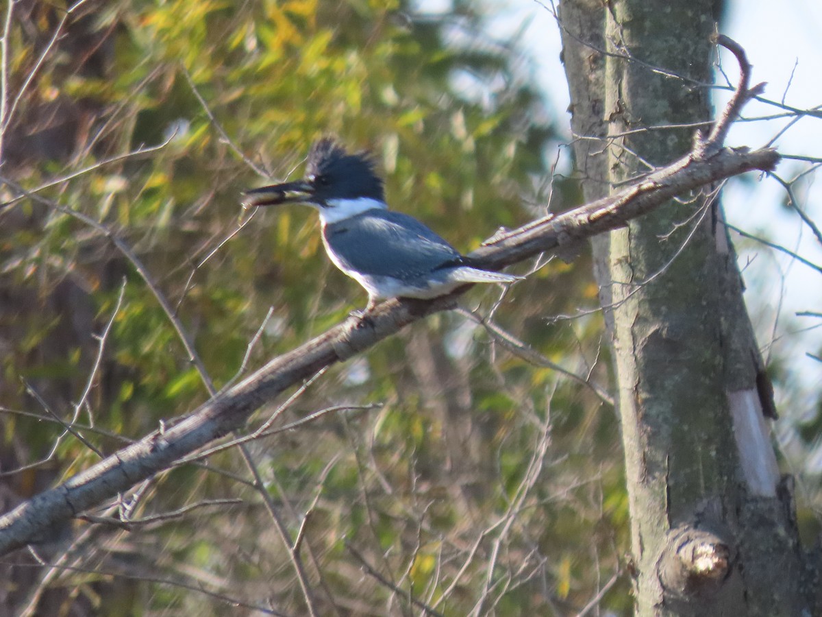 Belted Kingfisher - ML496374611