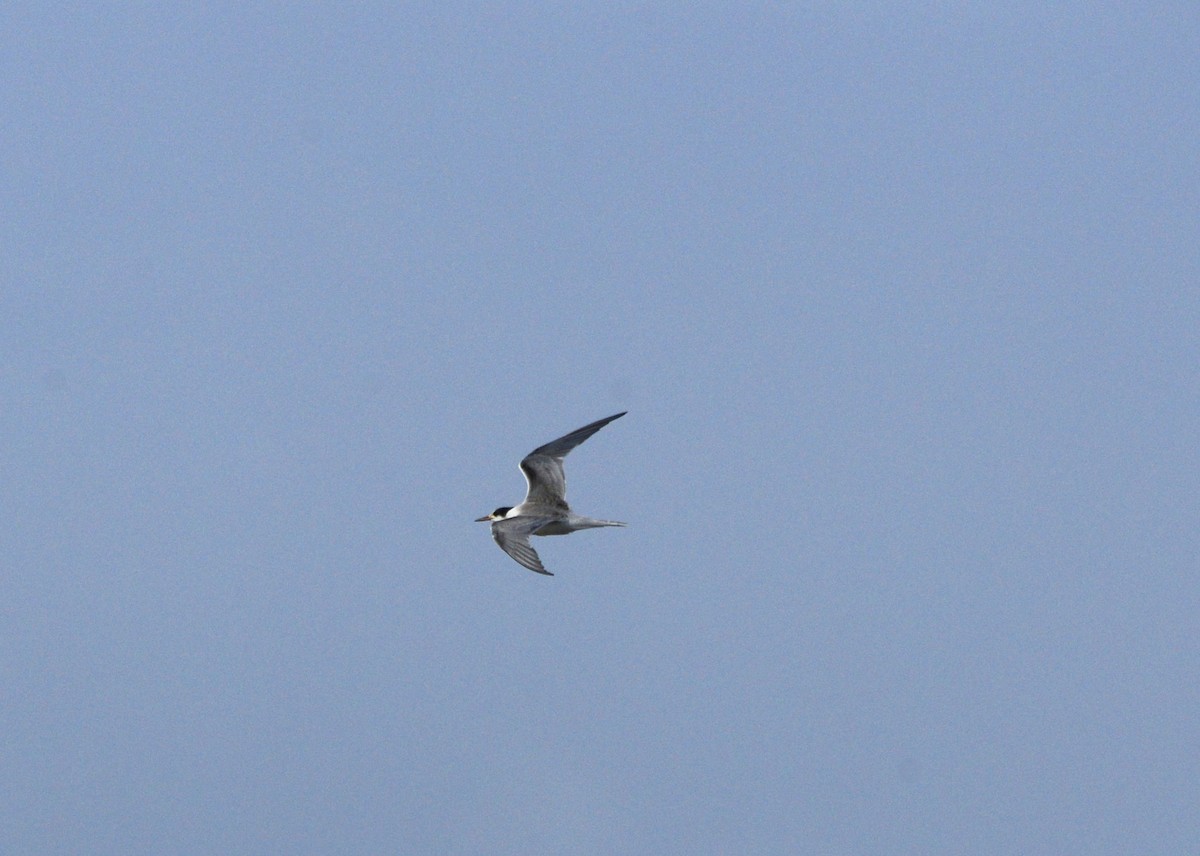 Common Tern - ML496375971