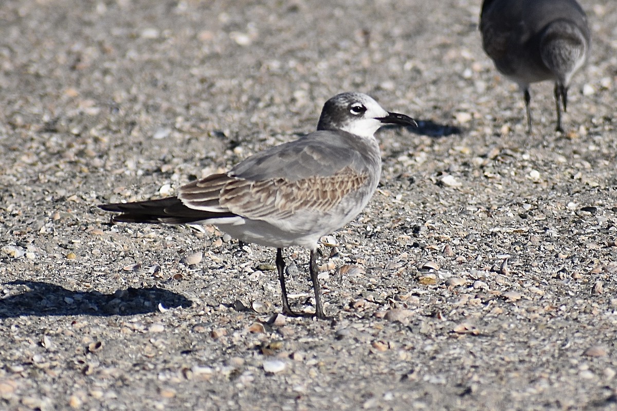 Laughing Gull - ML496375991