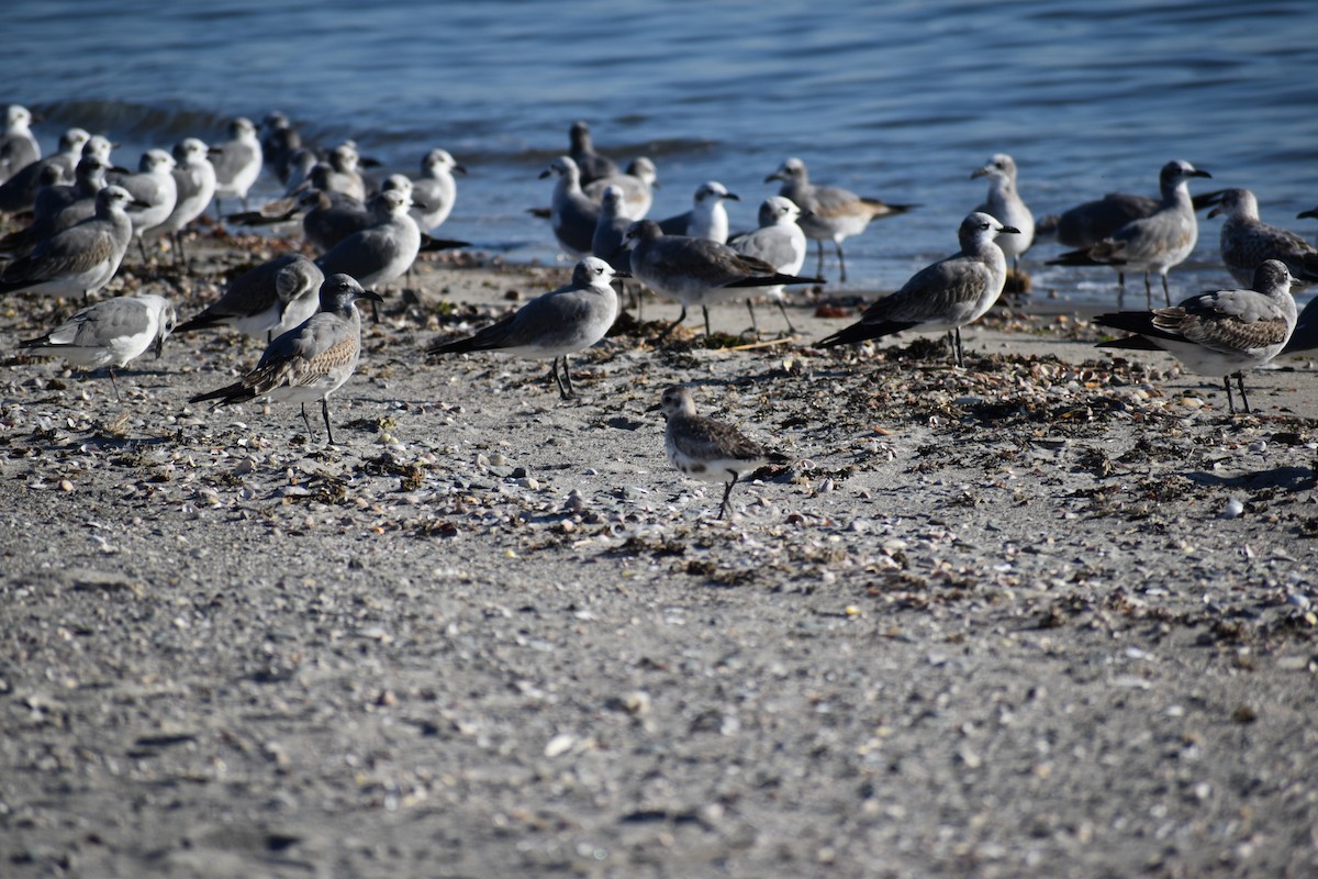 Mouette atricille - ML496376001