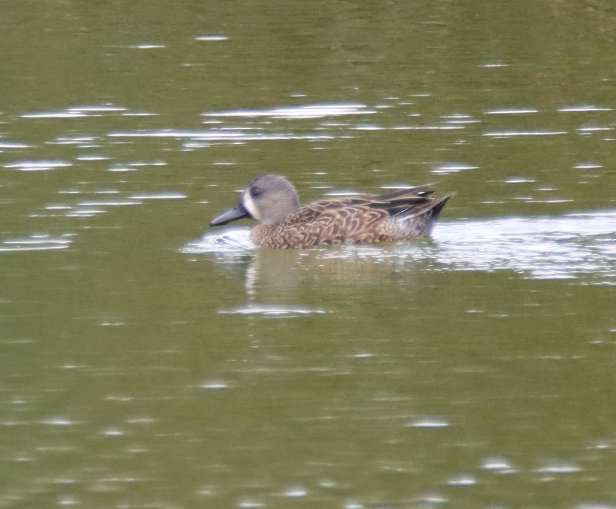 Blue-winged Teal - ML496376251
