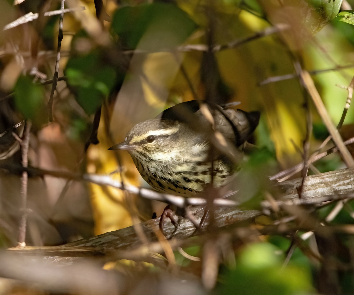 Northern Waterthrush - ML496376461