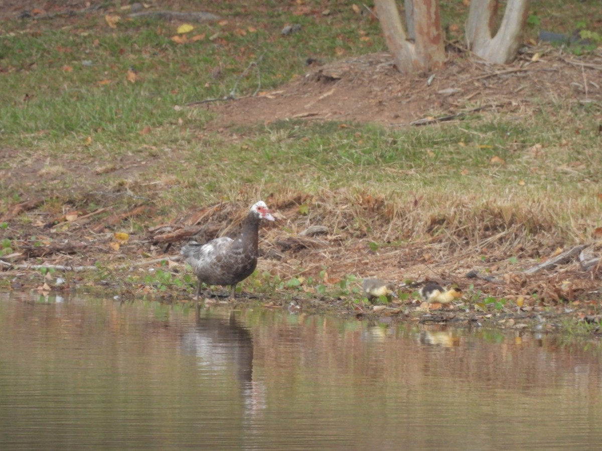 Canard musqué (forme domestique) - ML496377061