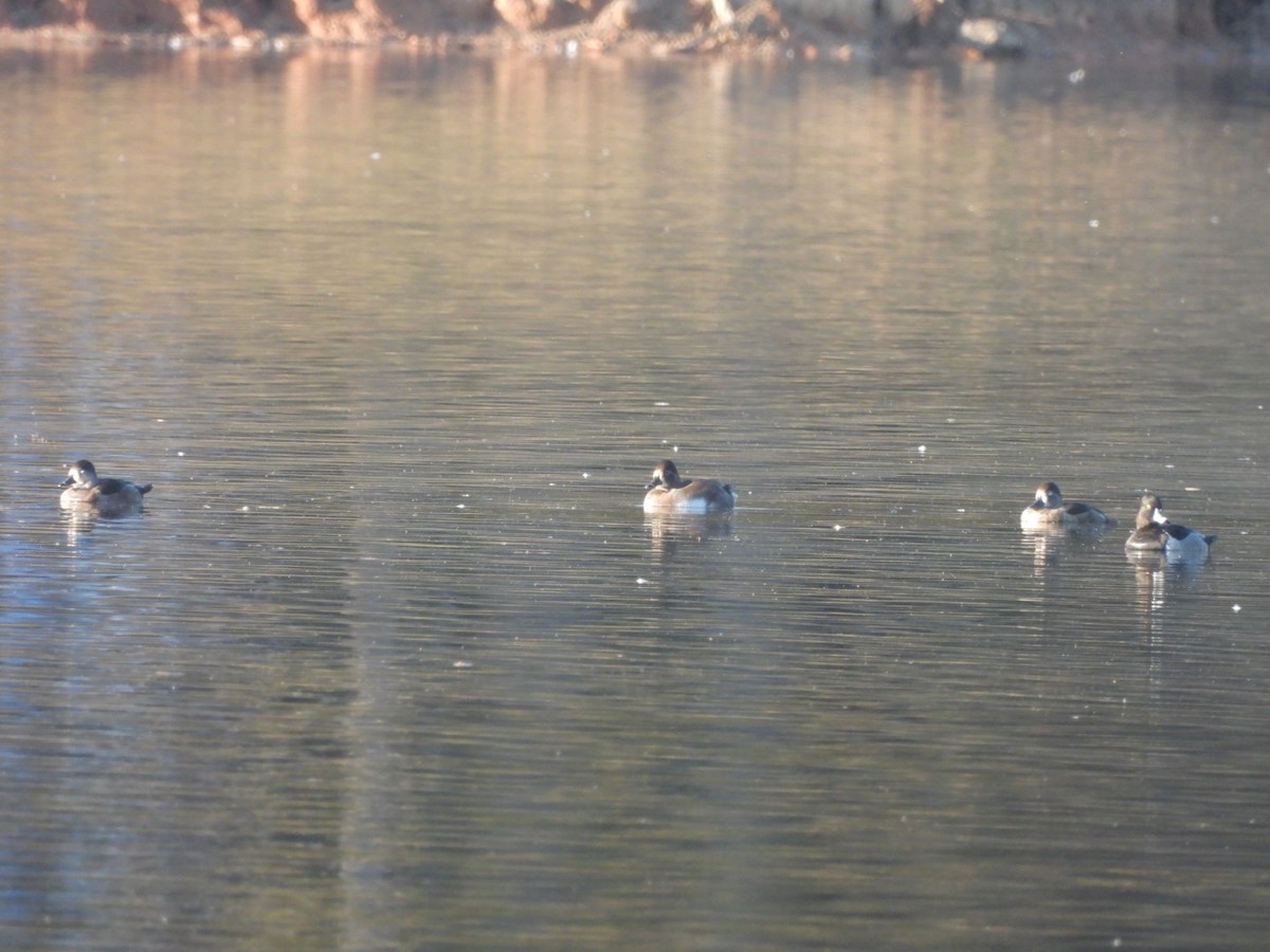 Ring-necked Duck - Jeff Wallace