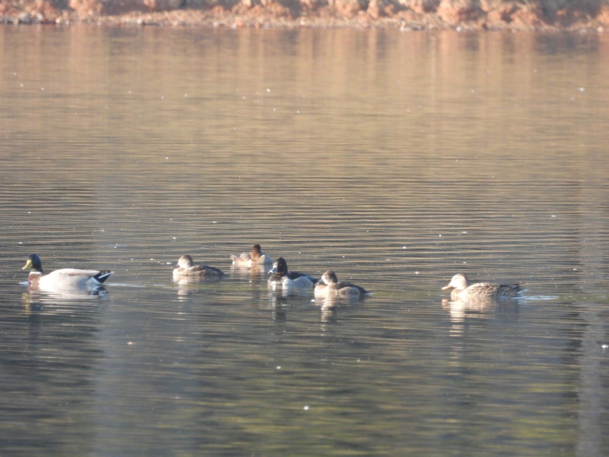 Ring-necked Duck - Jeff Wallace