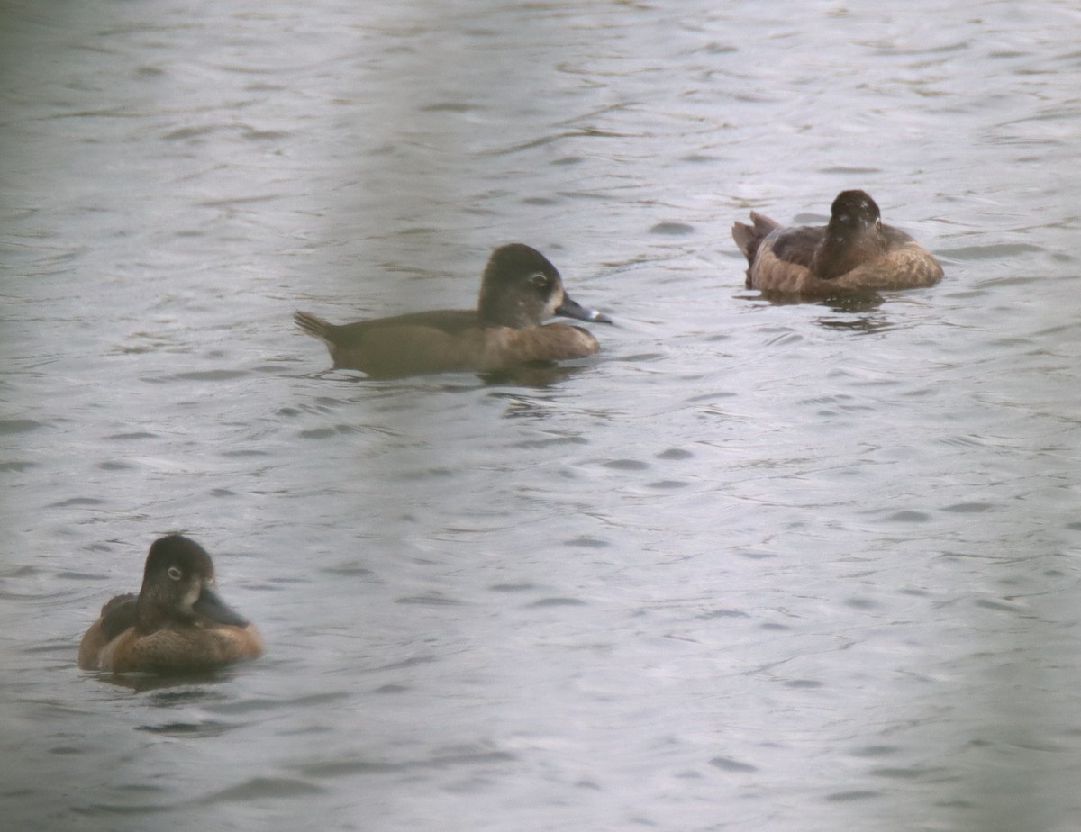 Ring-necked Duck - Sally Veach