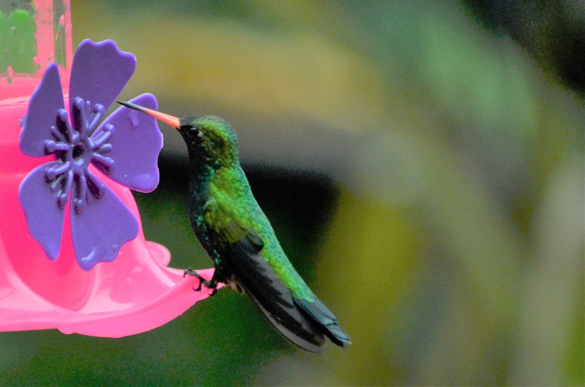 Glittering-bellied Emerald - ML496377921