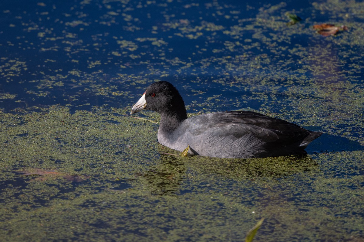 American Coot - ML496377941