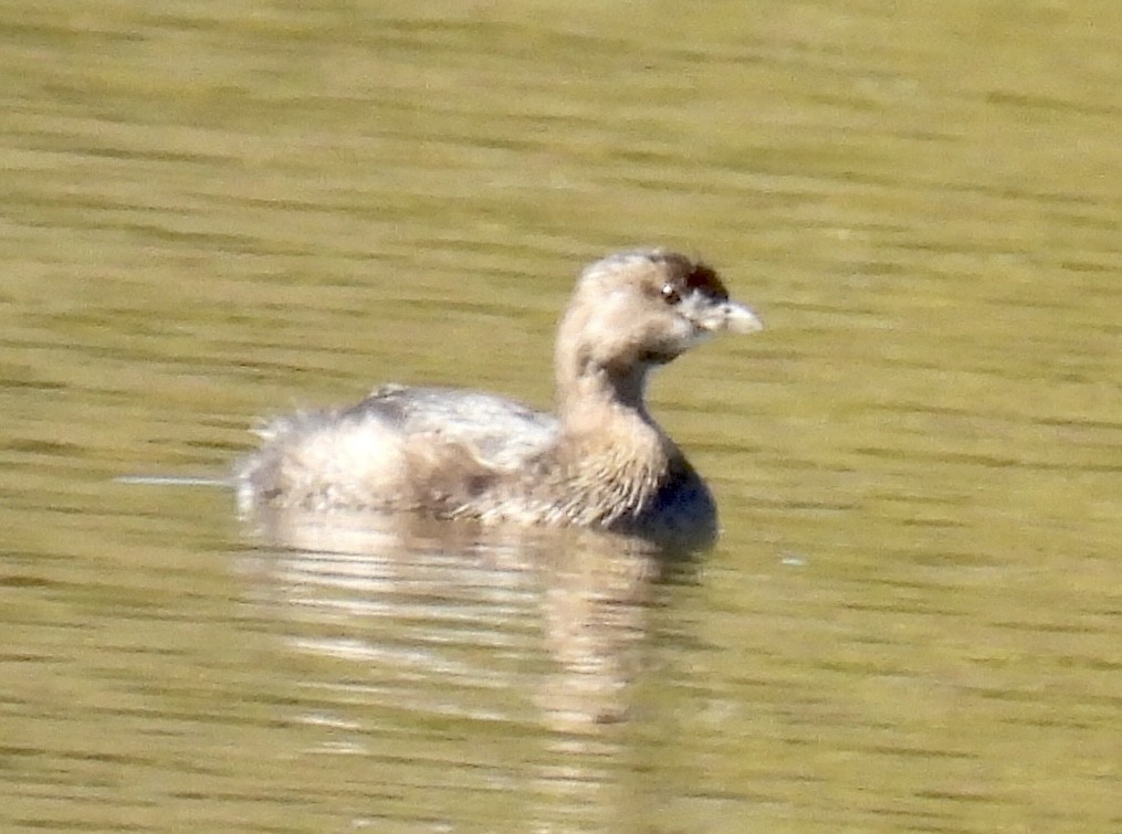 Pied-billed Grebe - ML496379331