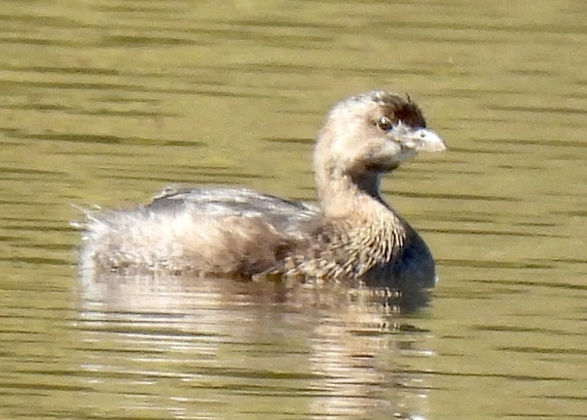 Pied-billed Grebe - ML496379341