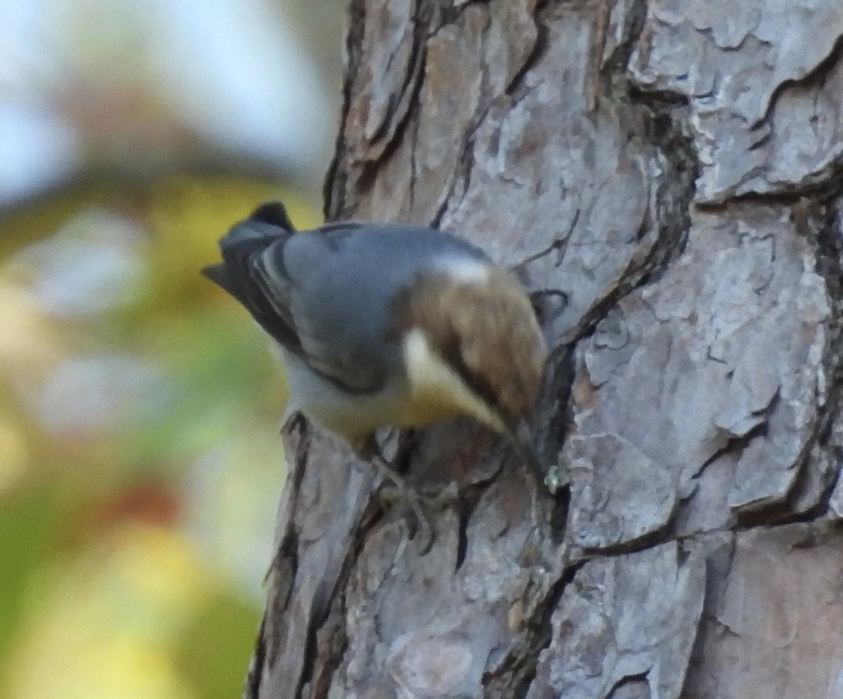 Brown-headed Nuthatch - ML496379501