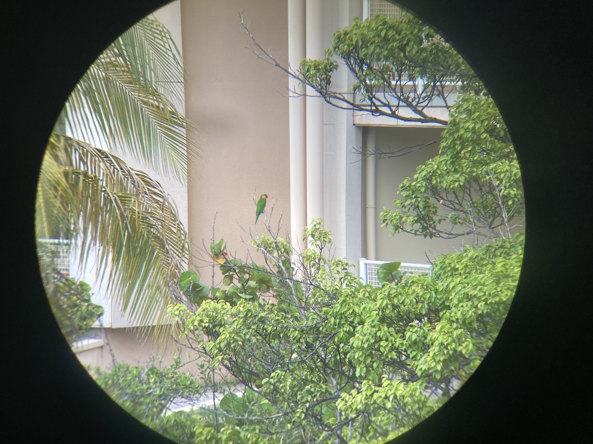 Brown-throated Parakeet - ML496380121