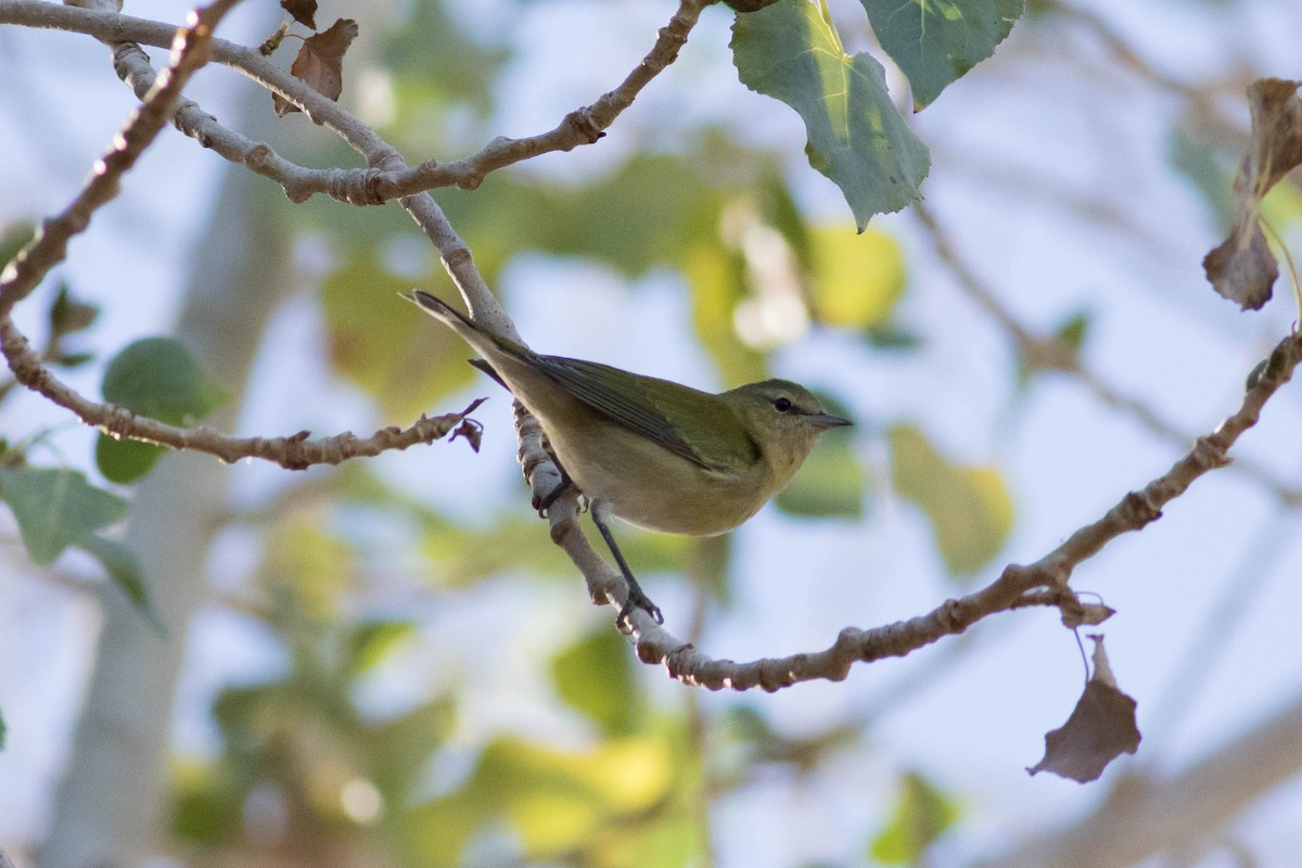 Tennessee Warbler - Johnny Bovee