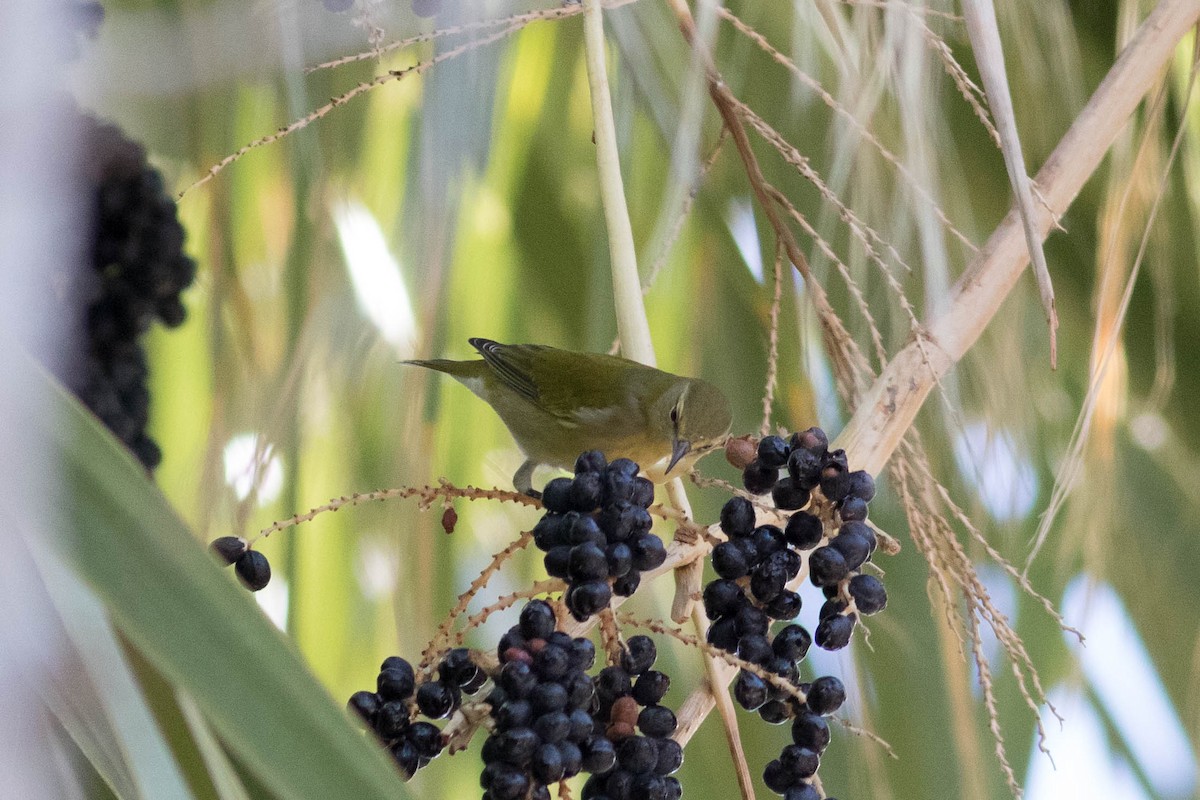 Tennessee Warbler - ML496380931