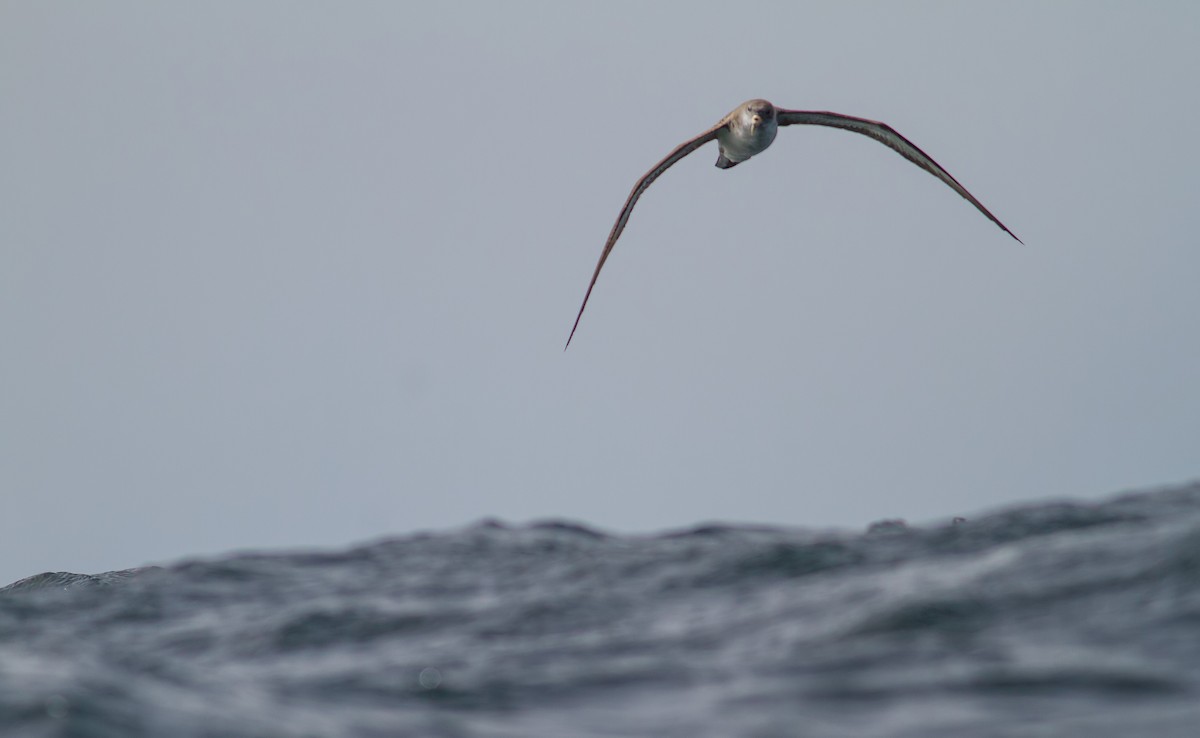 Cory's Shearwater - ML496381011