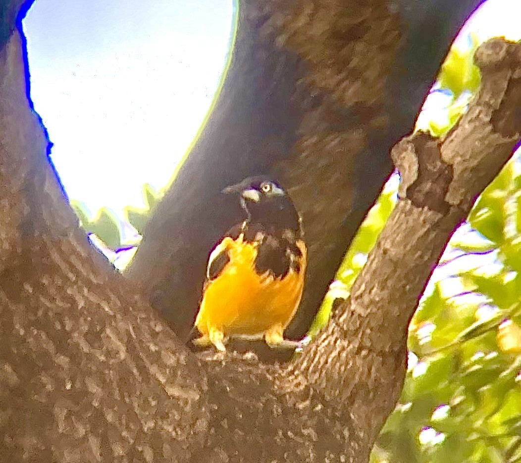 Venezuelan Troupial - ML496381101