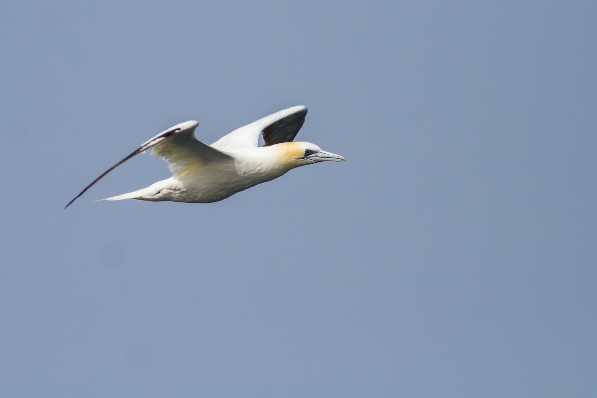 Northern Gannet - ML496381371