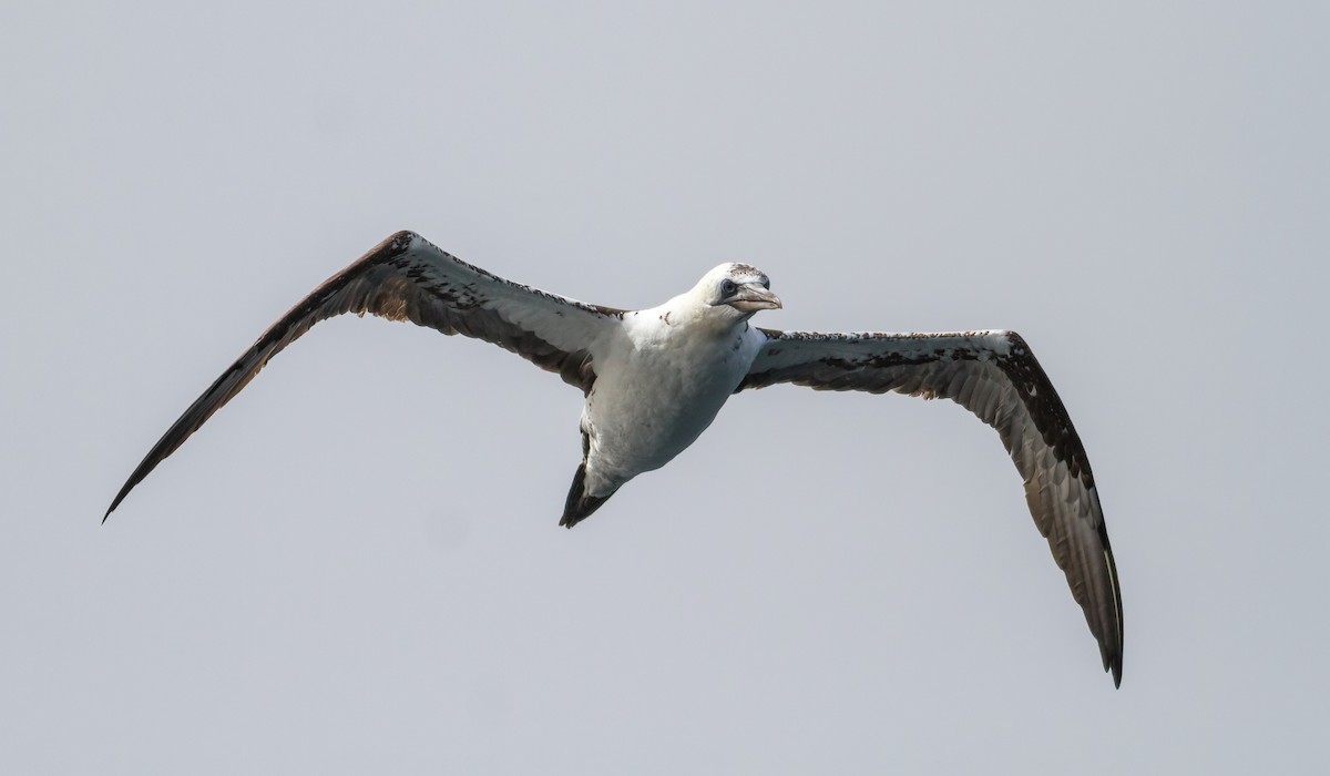Northern Gannet - ML496381381