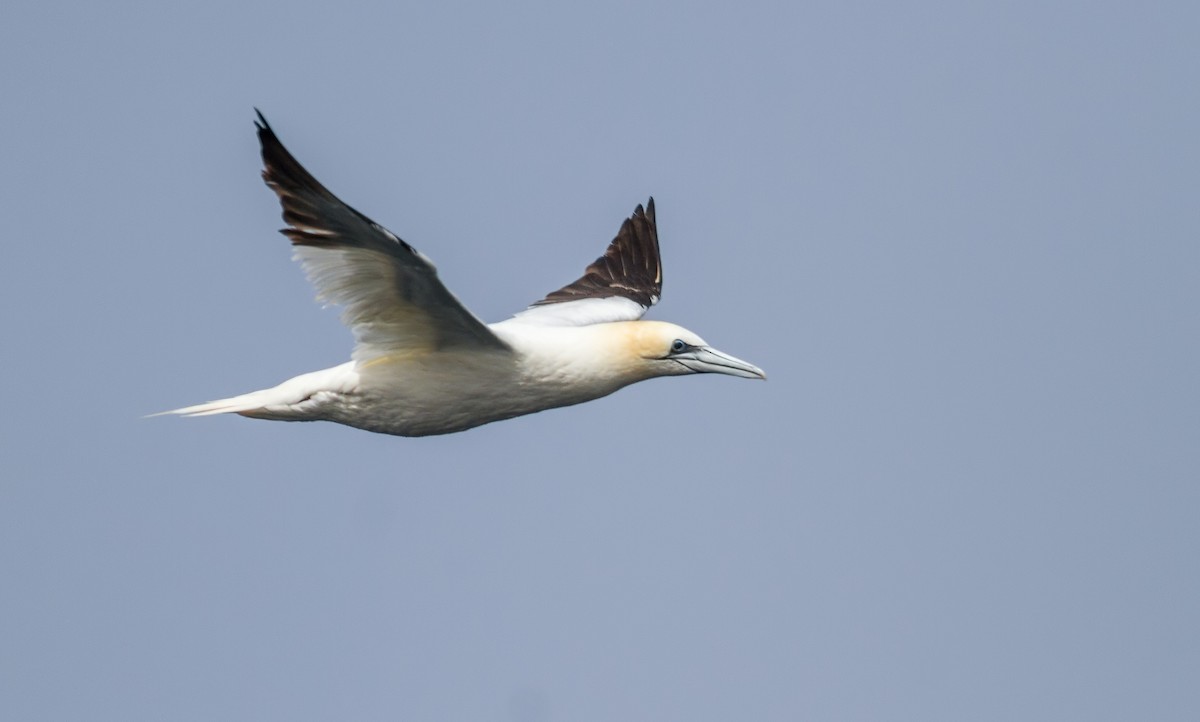 Northern Gannet - ML496381391