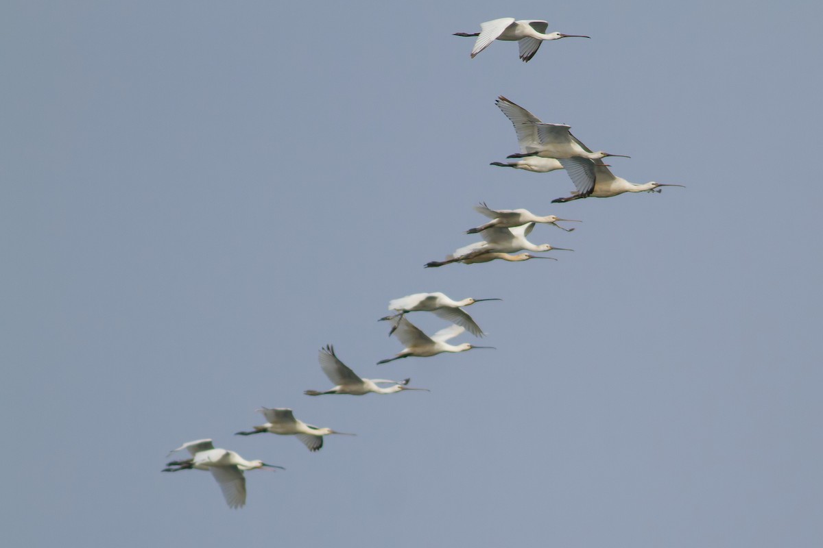 Халбаган хошуут - ML496381511