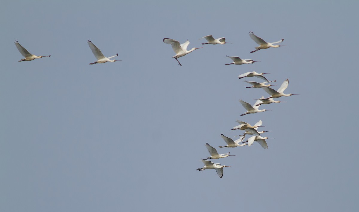 Халбаган хошуут - ML496381521