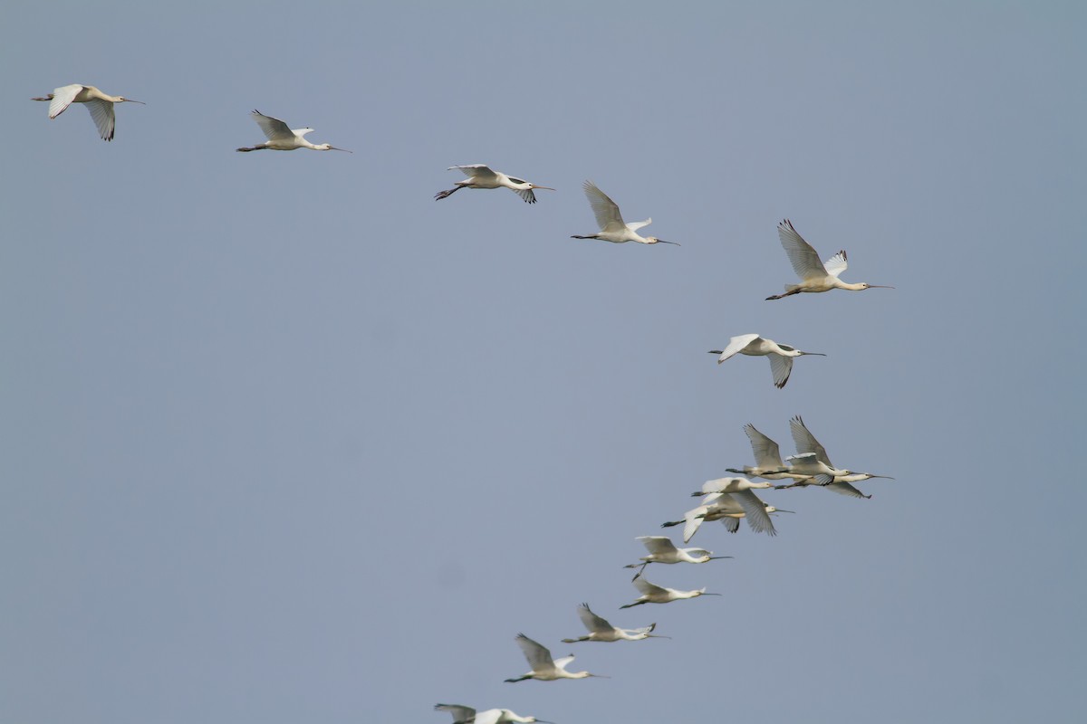 Eurasian Spoonbill - ML496381541