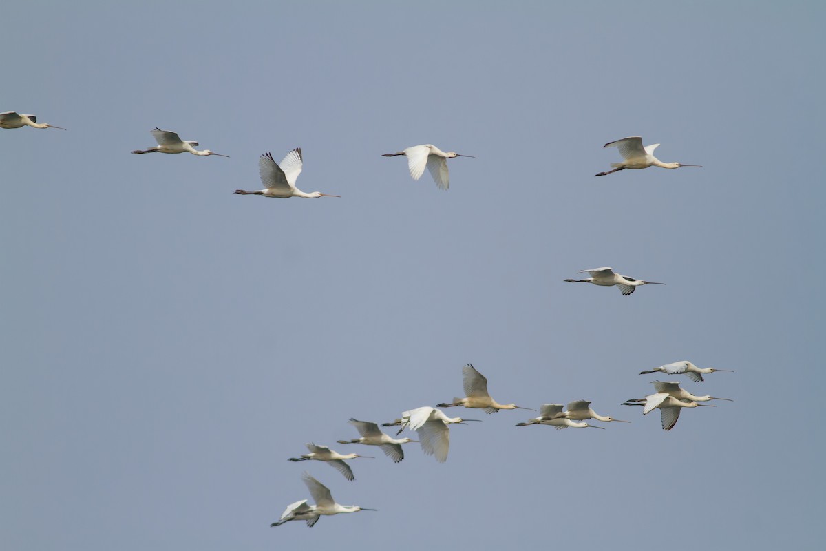 Халбаган хошуут - ML496381561