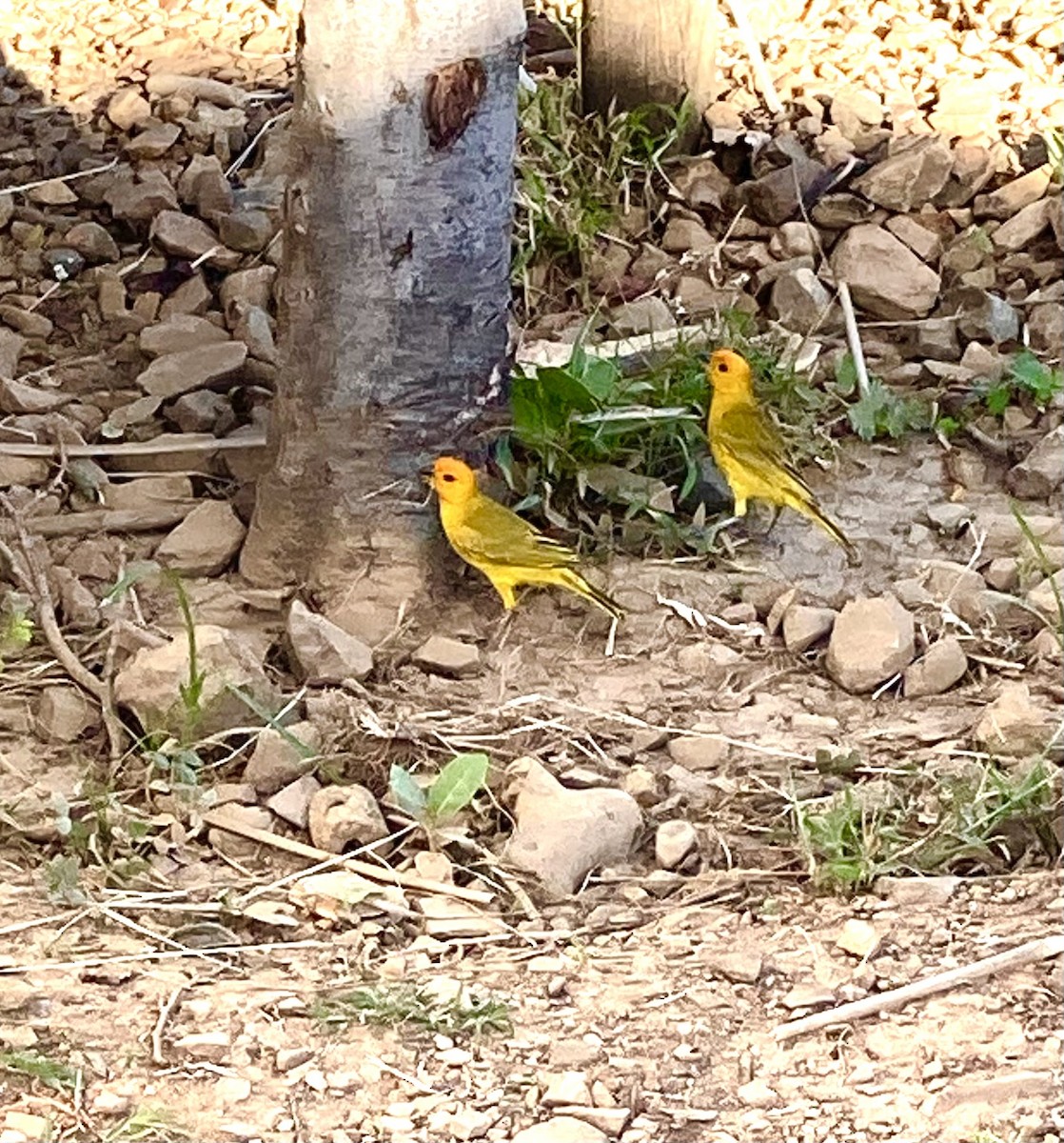 Saffron Finch - ML496381701