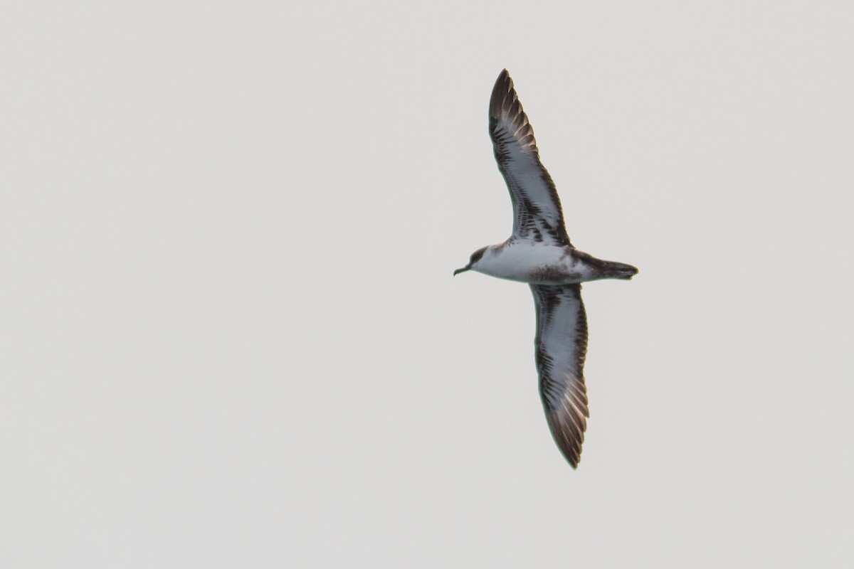 Great Shearwater - ML496381741