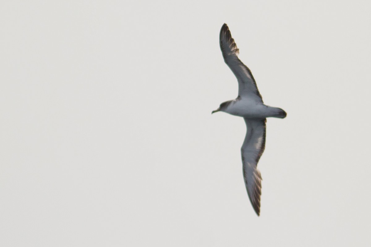 Scopoli's Shearwater - ML496382431