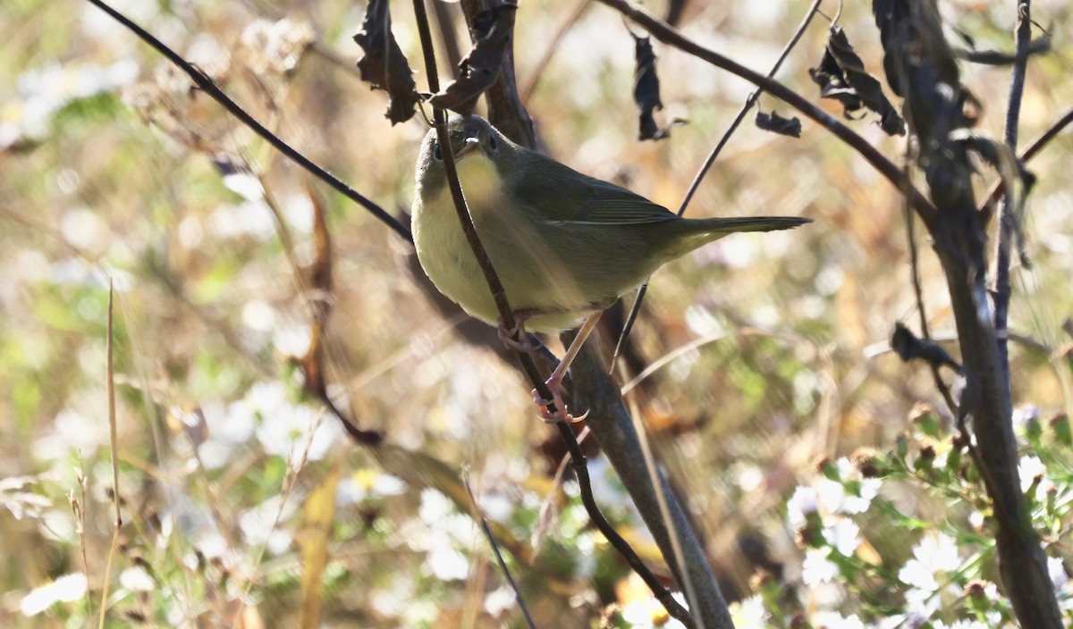 Common Yellowthroat - ML496384381