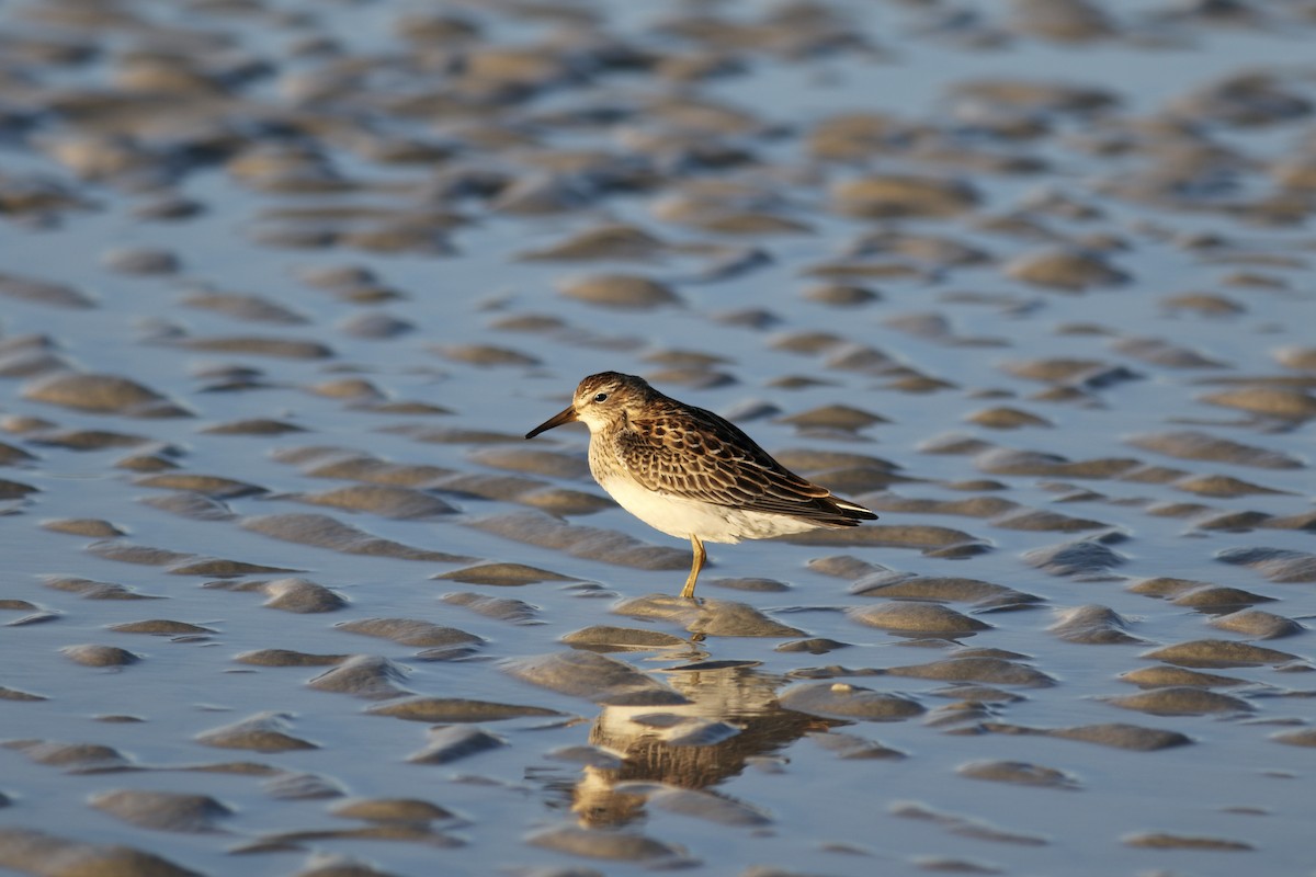 Pectoral Sandpiper - ML496384871