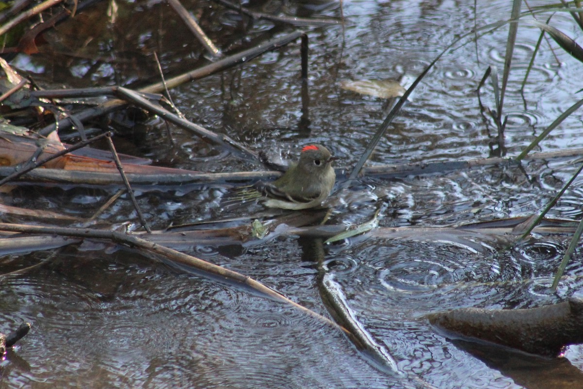 Ruby-crowned Kinglet - ML496386511