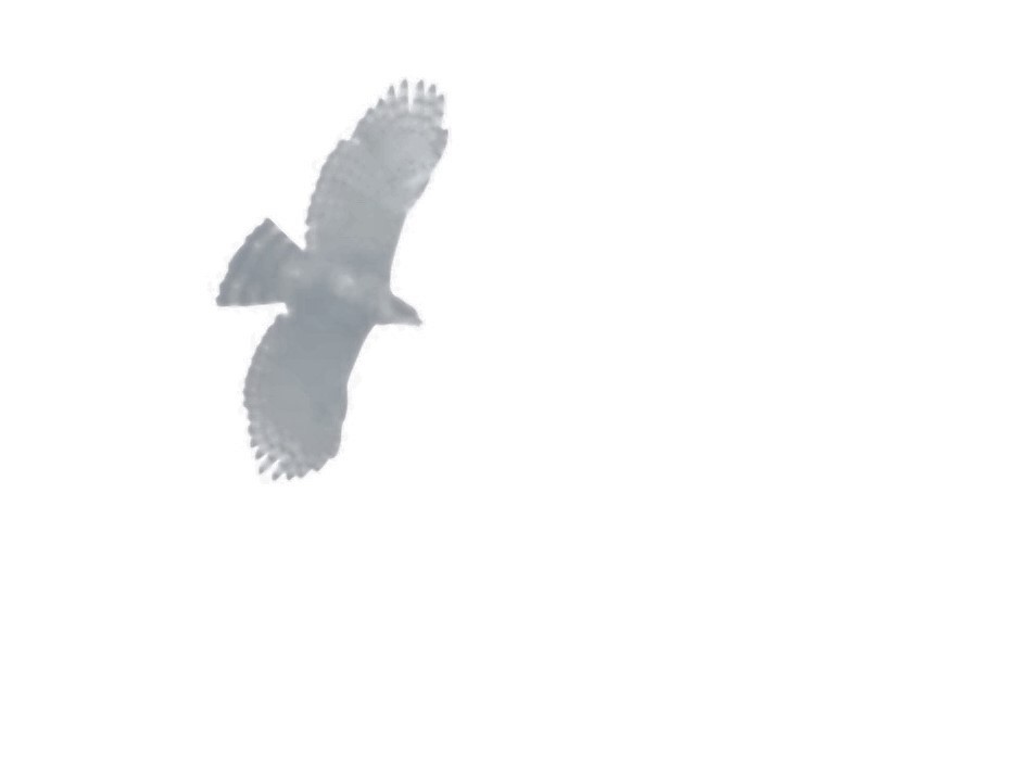 Ornate Hawk-Eagle - ML496386691